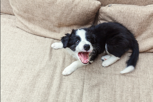 ソファの上で吠える犬