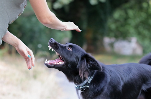 撫でられている黒色の大型犬