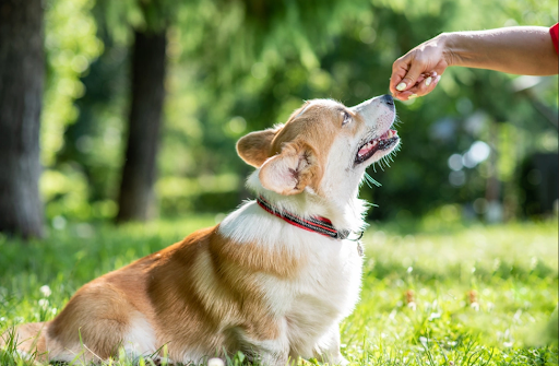 公園で手懐けられる犬