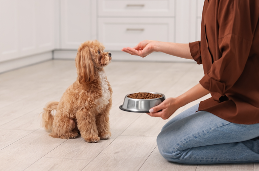 部屋の中でドッグフードを「待て」されている犬