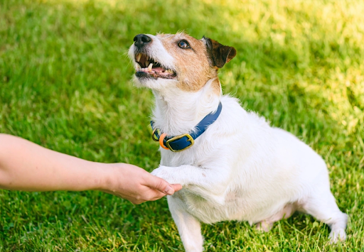 公園で「お手」をする犬