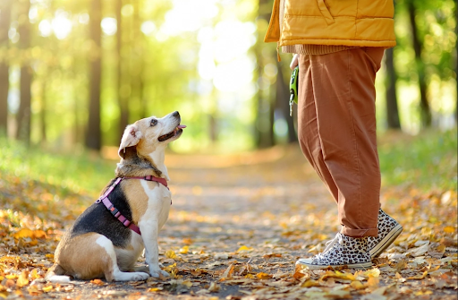 おすわりをする犬