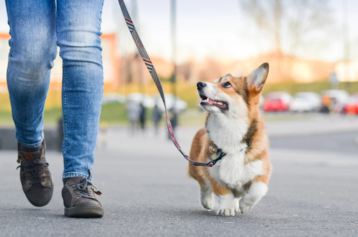 散歩している犬
