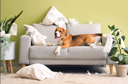 散らかした後にソファの上で座っている犬