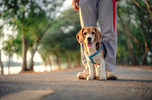 散歩中の犬