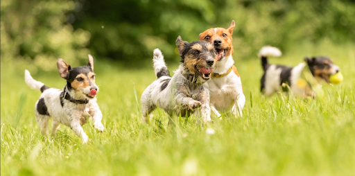 原っぱで走り回る４頭の犬達