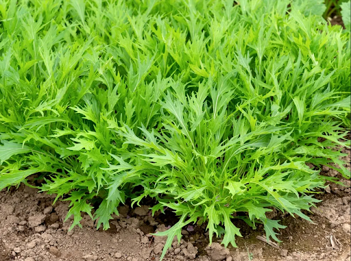 地面で栽培中の水菜