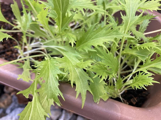 プランターで栽培中の水菜