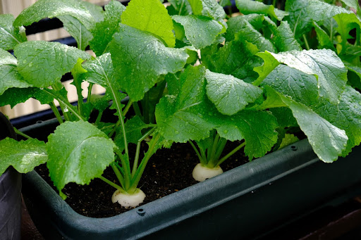 プランターで栽培されている野菜