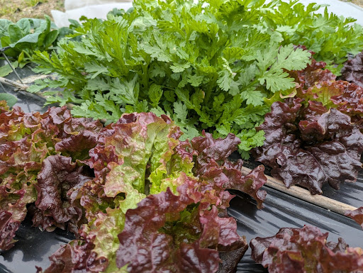 収穫前の野菜