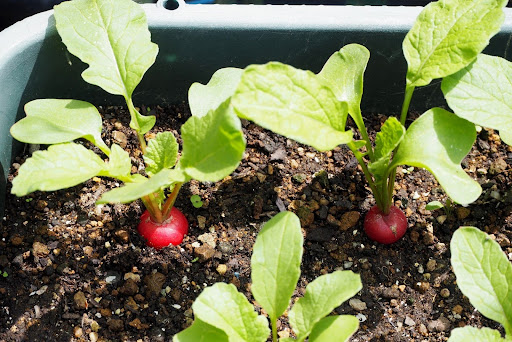 栽培中の秋野菜
