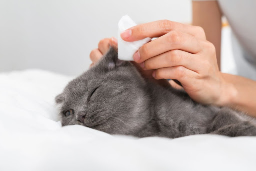 耳掃除されている猫