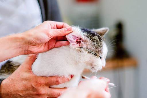 耳を掃除中の猫
