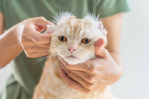 耳を掃除中の猫