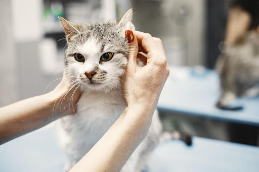 耳掃除されている猫