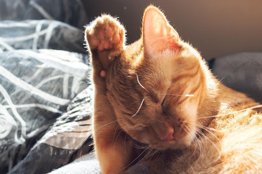 毛づくろいしている猫
