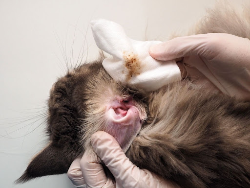 耳掃除中の猫