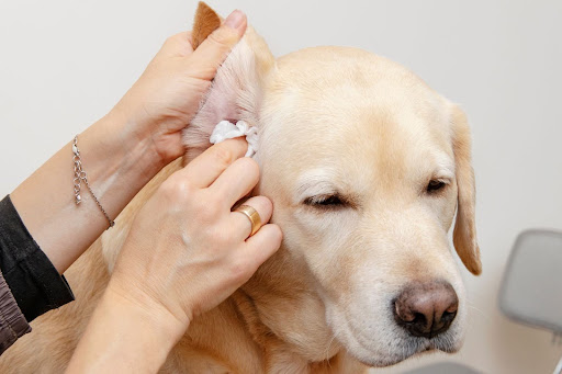耳掃除されている犬
