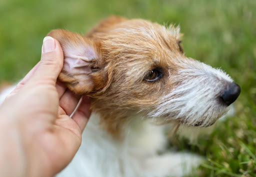 垂れ耳の犬の耳の内側