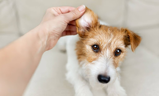 垂れ耳の犬の耳をめくっている