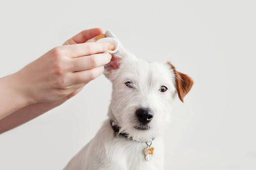 耳の中を掃除される犬