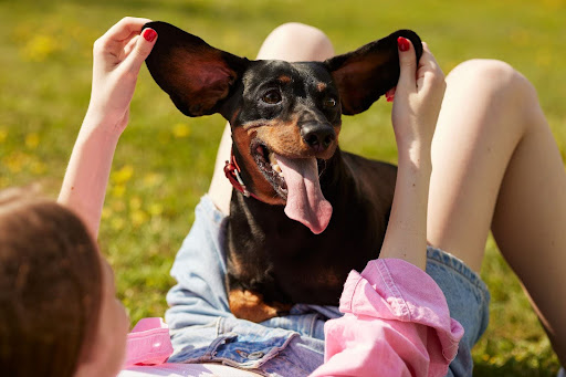 耳を引っ張られる犬