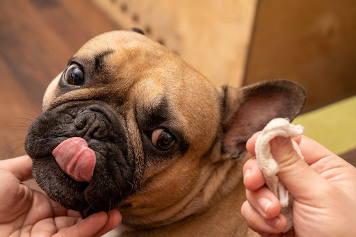 耳の中を掃除中の犬