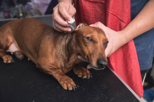 耳掃除中の犬
