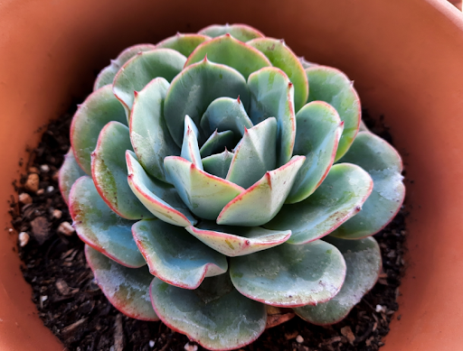 鉢の中に植えられているエケベリア
