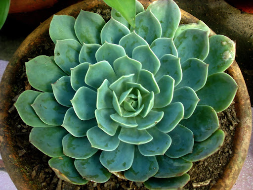 鉢植えに植えられている七福神