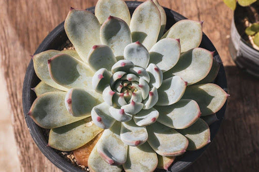 鉢植えに植えられているチワワエンシス
