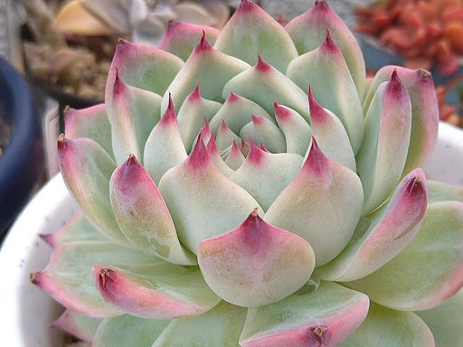 鉢植えに植えられている桃太郎