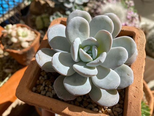 鉢植えに植えられているラウイ