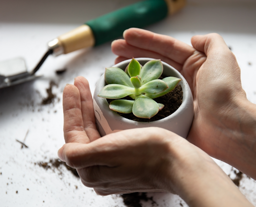 鉢植えに植えられているエケベリア