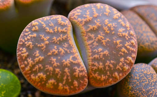 植えられている日輪玉