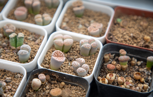 植えられている複数のリトープス