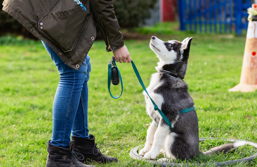 しつけられている犬