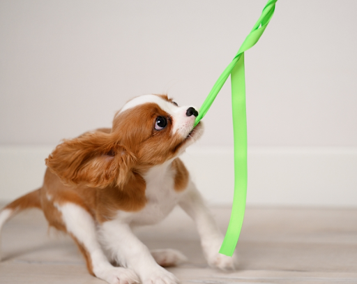噛んでいる犬