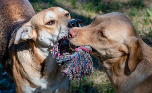 おもちゃを噛み合っている２頭の犬
