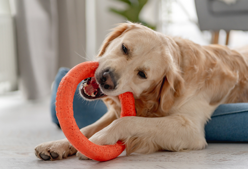 おもちゃを噛んで遊ぶ犬