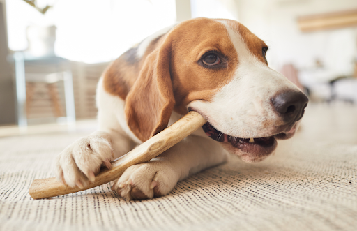 【獣医師監修】犬の噛み癖の直し方を解説！原因を理解して信頼関係を築くしつけとは