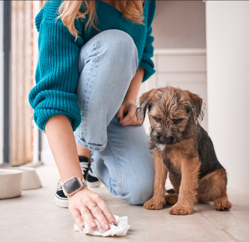 しつけをされている犬