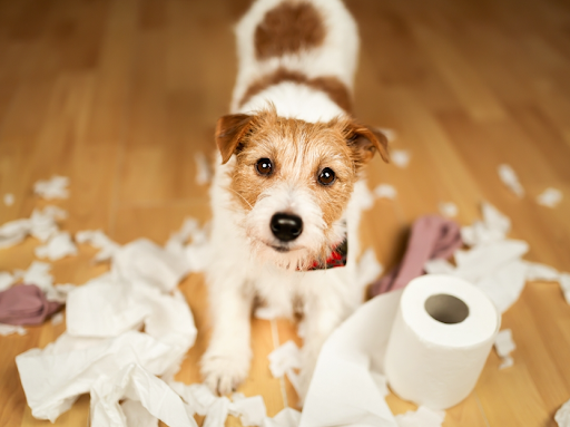 トイレットペーパーをボロボロにした犬