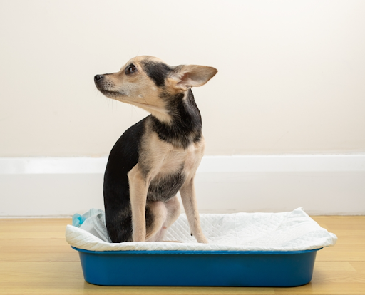 トイレ中の犬