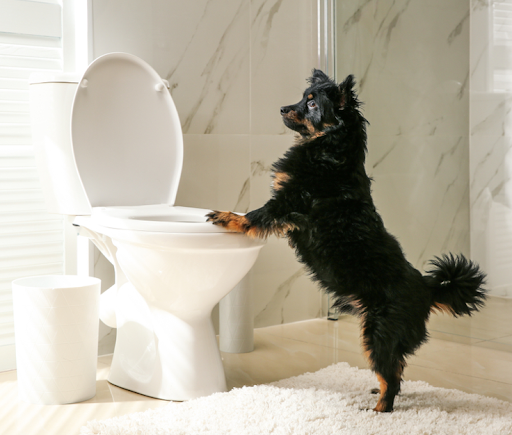 トイレに居る犬
