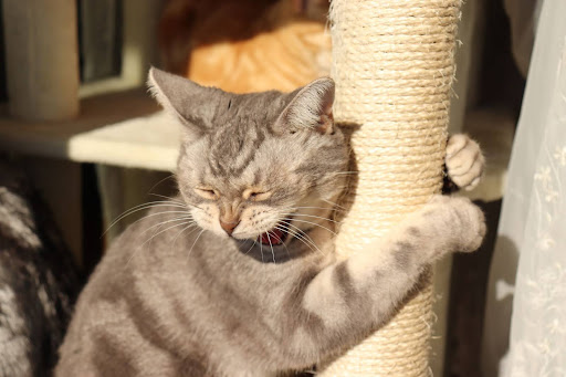 爪とぎをする際中の猫