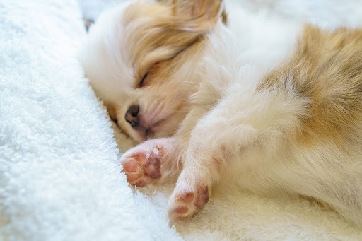 犬の肉球