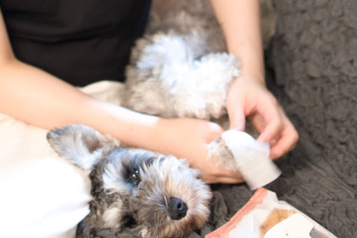 犬の肉球をケアしている