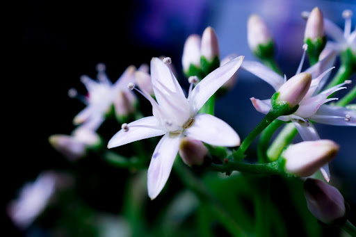 金の生る木の花