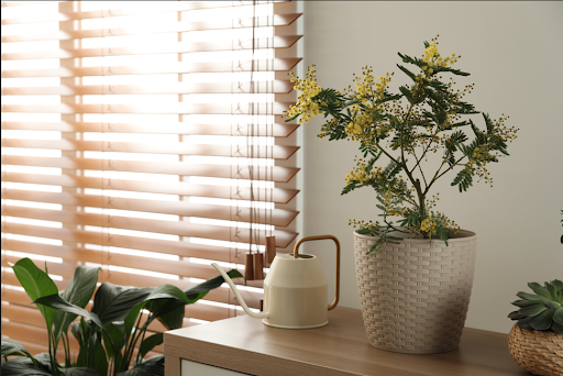 鉢植えで飼育中のミモザ